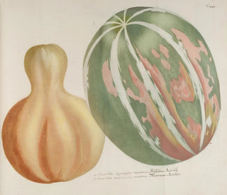 Phytanthoza iconographia Pl. 167 - Johann Wilhelm Weinmann — näkymä teoksesta
