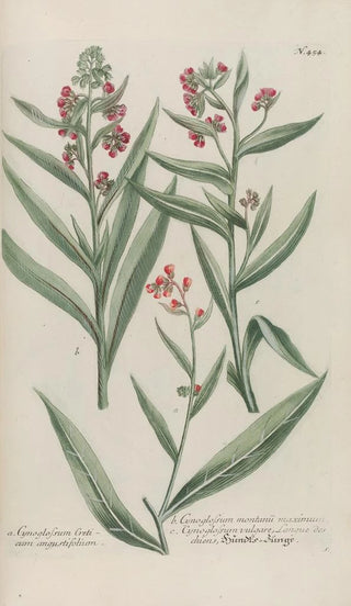 Johann Wilhelm Weinmann - Phytanthoza iconographia Pl177.webp