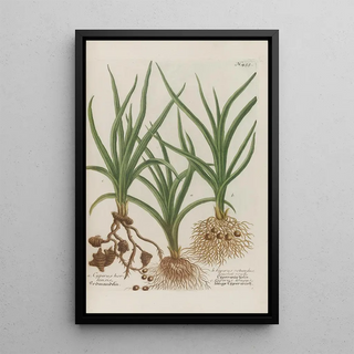 Johann Wilhelm Weinmann - Phytanthoza iconographia Pl178.webp