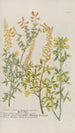 Phytanthoza iconographia Pl179 - Johann Wilhelm Weinmann — näkymä teoksesta