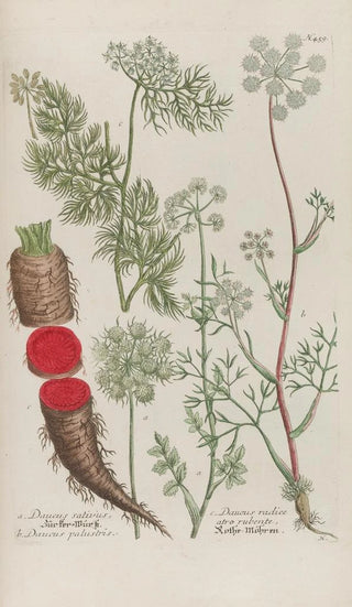 Johann Wilhelm Weinmann - Phytanthoza iconographia Pl182.webp