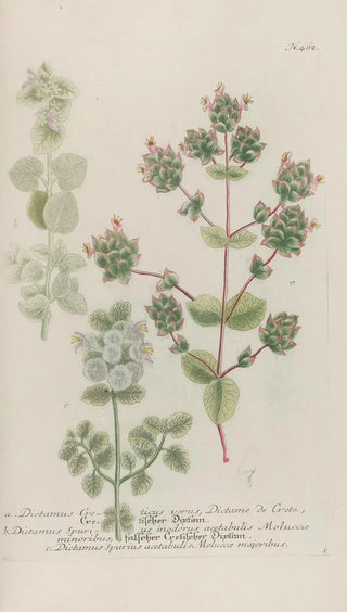 Johann Wilhelm Weinmann - Phytanthoza iconographia Pl185.webp