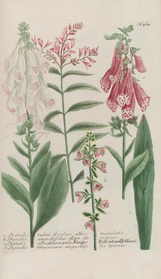 Johann Wilhelm Weinmann - Phytanthoza iconographia Pl187.webp