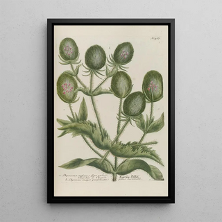 Johann Wilhelm Weinmann - Phytanthoza iconographia Pl190.webp