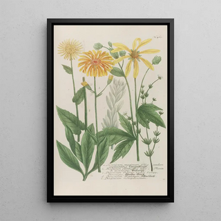 Johann Wilhelm Weinmann - Phytanthoza iconographia Pl192.webp