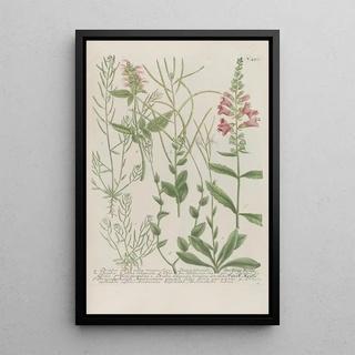 Johann Wilhelm Weinmann - Phytanthoza iconographia Pl193.webp