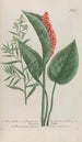 Phytanthoza iconographia Pl194 - Johann Wilhelm Weinmann — näkymä teoksesta