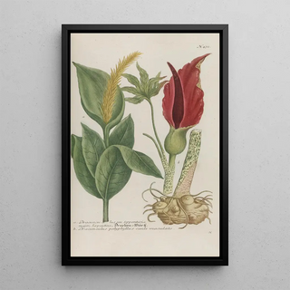 Johann Wilhelm Weinmann - Phytanthoza iconographia Pl195.webp