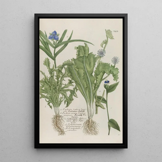 Johann Wilhelm Weinmann - Phytanthoza iconographia Pl200.webp