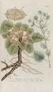 Phytanthoza iconographia Pl209 - Johann Wilhelm Weinmann — näkymä teoksesta