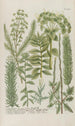 Phytanthoza iconographia Pl210 - Johann Wilhelm Weinmann — näkymä teoksesta