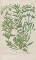 Phytanthoza iconographia Pl211 - Johann Wilhelm Weinmann — näkymä teoksesta