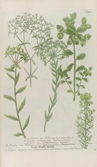 Johann Wilhelm Weinmann - Phytanthoza iconographia Pl212.webp