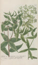 Phytanthoza iconographia Pl213 - Johann Wilhelm Weinmann — näkymä teoksesta