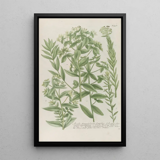 Johann Wilhelm Weinmann - Phytanthoza iconographia Pl214.webp