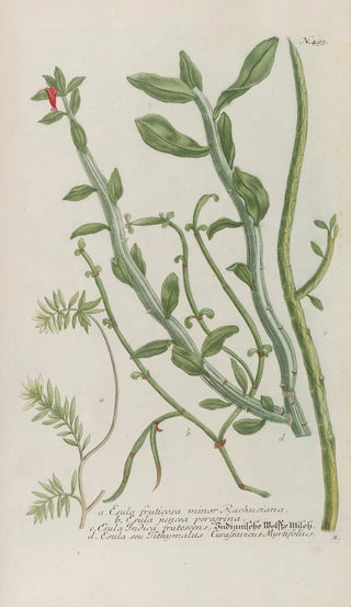 Johann Wilhelm Weinmann - Phytanthoza iconographia Pl216.webp