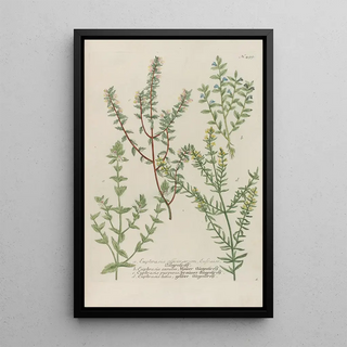 Johann Wilhelm Weinmann - Phytanthoza iconographia Pl222.webp