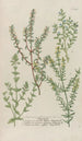Phytanthoza iconographia Pl222 - Johann Wilhelm Weinmann — näkymä teoksesta