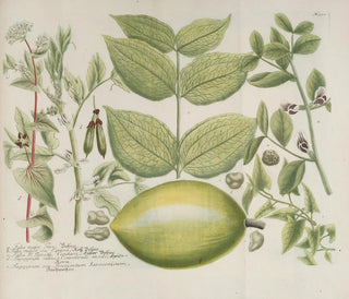 Phytanthoza iconographia Pl. 223 - Johann Wilhelm Weinmann — näkymä teoksesta