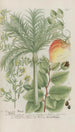 Phytanthoza iconographia Pl224 - Johann Wilhelm Weinmann — näkymä teoksesta
