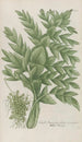Phytanthoza iconographia Pl226 - Johann Wilhelm Weinmann — näkymä teoksesta
