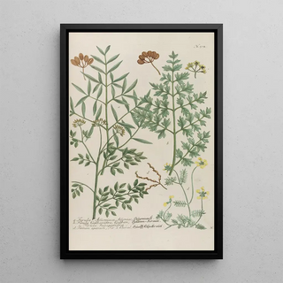 Johann Wilhelm Weinmann - Phytanthoza iconographia Pl227.webp