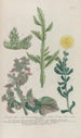 Phytanthoza iconographia Pl230 - Johann Wilhelm Weinmann — näkymä teoksesta