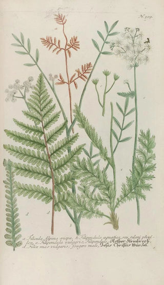 Johann Wilhelm Weinmann - Phytanthoza iconographia Pl232.webp