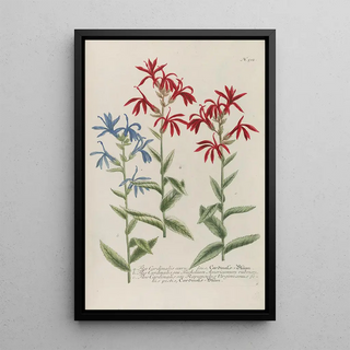 Johann Wilhelm Weinmann - Phytanthoza iconographia Pl235.webp