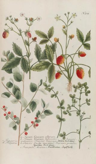 Johann Wilhelm Weinmann - Phytanthoza iconographia Pl237.webp