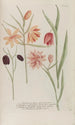 Phytanthoza iconographia Pl240 - Johann Wilhelm Weinmann — näkymä teoksesta