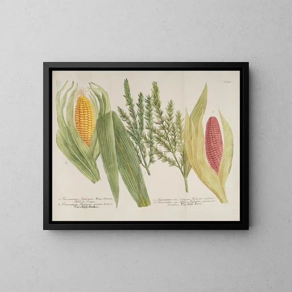 Phytanthoza iconographia Pl241 - Johann Wilhelm Weinmann — kehystetty taideteos seinällä