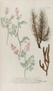 Phytanthoza iconographia Pl242 - Johann Wilhelm Weinmann — näkymä teoksesta