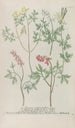 Phytanthoza iconographia Pl243 - Johann Wilhelm Weinmann — näkymä teoksesta