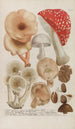 Phytanthoza iconographia Pl245 - Johann Wilhelm Weinmann — näkymä teoksesta
