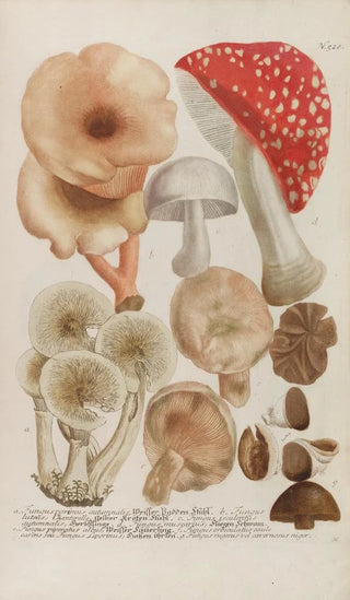 Johann Wilhelm Weinmann - Phytanthoza iconographia Pl245.webp