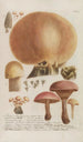 Phytanthoza iconographia Pl246 - Johann Wilhelm Weinmann — näkymä teoksesta