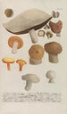 Phytanthoza iconographia Pl247 - Johann Wilhelm Weinmann — näkymä teoksesta