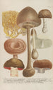 Phytanthoza iconographia Pl248 - Johann Wilhelm Weinmann — näkymä teoksesta