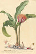Haemanthus - Johannes Jacob Haid — näkymä teoksesta