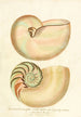 Lontoon ensyklopedia konchyliologia Pl 02 - John Chapman — näkymä teoksesta