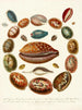 Encyclopédie londinensis Conchology Pl 03 - John Chapman — näkymä teoksesta