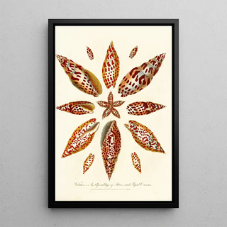 John Chapman - Encyclopaedia londinensis Conchology Pl 06.webp