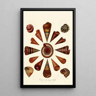 John Chapman - Encyclopaedia londinensis Conchology Pl 08.webp