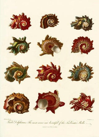 John Chapman - Encyclopaedia londinensis Conchology Pl 10.webp