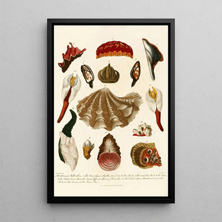 John Chapman - Encyclopaedia londinensis Conchology Pl 15.webp