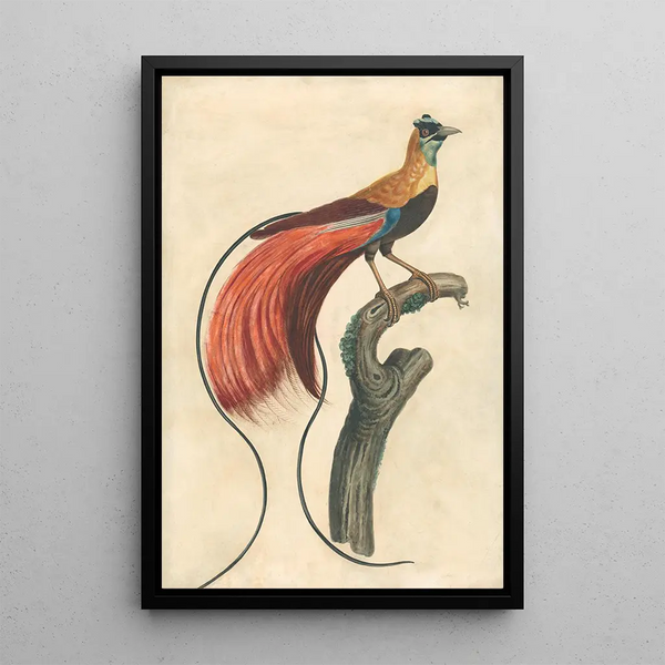 John Collet - RedPlumed BirdofParadise Paradisea Apoda Raggiana Southeastern New Guinea.webp