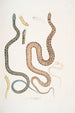 Serpent du Bengale Coluber Bengalensis 47 Serpent losangé Coluber rectangulus - John Edward Gray — näkymä teoksesta