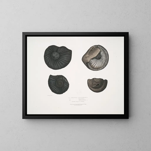 Ammonites népalensis Ammonites wallichii Ammonites tenuistnata - John Edward Gray — kehystetty taideteos seinällä