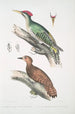 Picus dimidiatus 2 Picus rufus — näkymä teoksesta